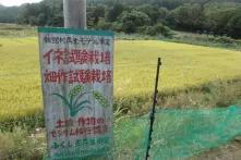 Plakat vor Reisfeld