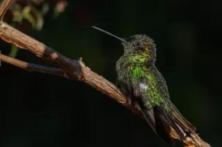 Hummingbird in a tree