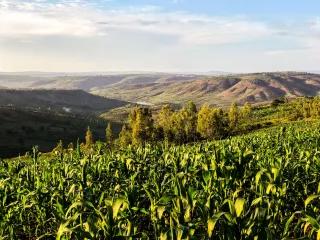Ein Feld in Ruanda
