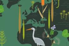 Daten und Fakten zum Ökosystem Moor