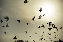 Silhouetten von fliegenden Tauben am Himmel