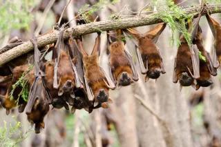 Little Red Flying Foxes (Pteropus Scapulatus) Boonah, Qld.