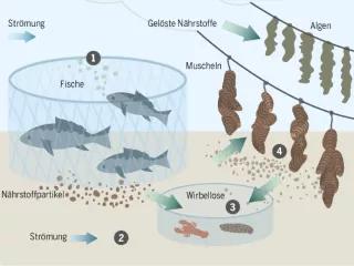 Infografik aus dem Meeresatlas: Aquakultur als geschlossener Nahrungskreislauf