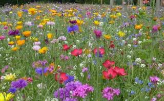 Colorful flower meadow