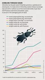 Graphic: Insect Atlas 12 - Gobbling through grain