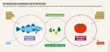 Ein umweltfreundlicher Kreislauf: Fische produzieren Nährstoffe für Pflanzen, die wiederum das Wasser für Fische filtern